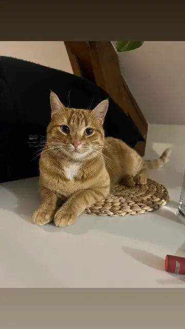 chat lost   25300 Pontarlier Mimou