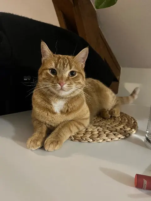 chat lost   25300 Pontarlier Mimou