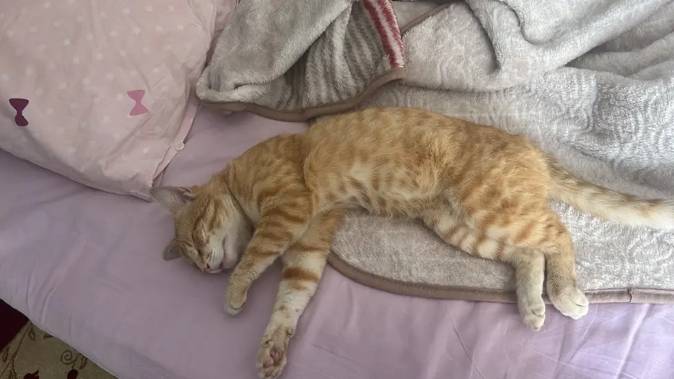 Chat Perdu 25 Doubs - Minou Chat Perdu 25 Doubs - Minou