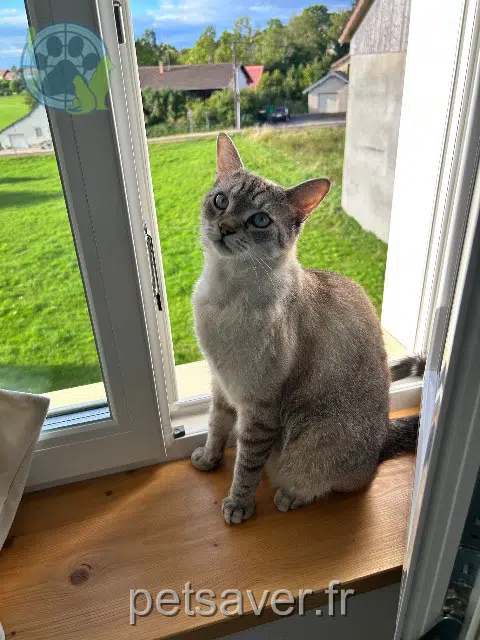cat lost 25300 Pontarlier Minouche