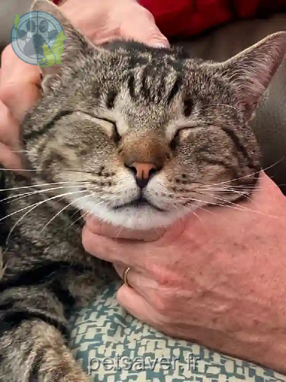 Chat Perdu 25 Doubs - Mucha Chat Perdu 25 Doubs - Mucha
