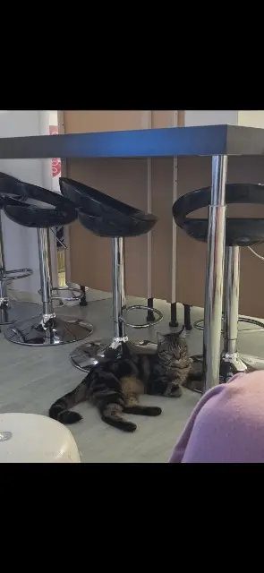 chat lost   25200 Montbéliard Muffin