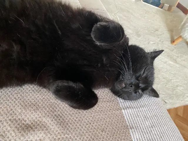 chat lost   25300 La Cluse-et-Mijoux Nemo