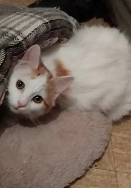 chat lost   25150 Pont-de-Roide-Vermondans Nougat