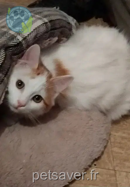 kater vermist 25150 Pont-de-Roide-Vermondans Nougat kater lost 25150 Pont-de-Roide-Vermondans Nougat