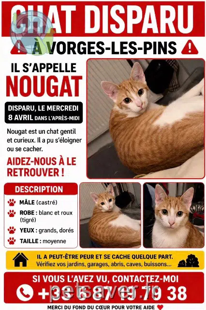 chat lost   25320 Vorges-les-Pins Nougat