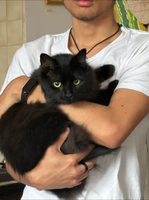 chat lost   25960 Deluz Onyx