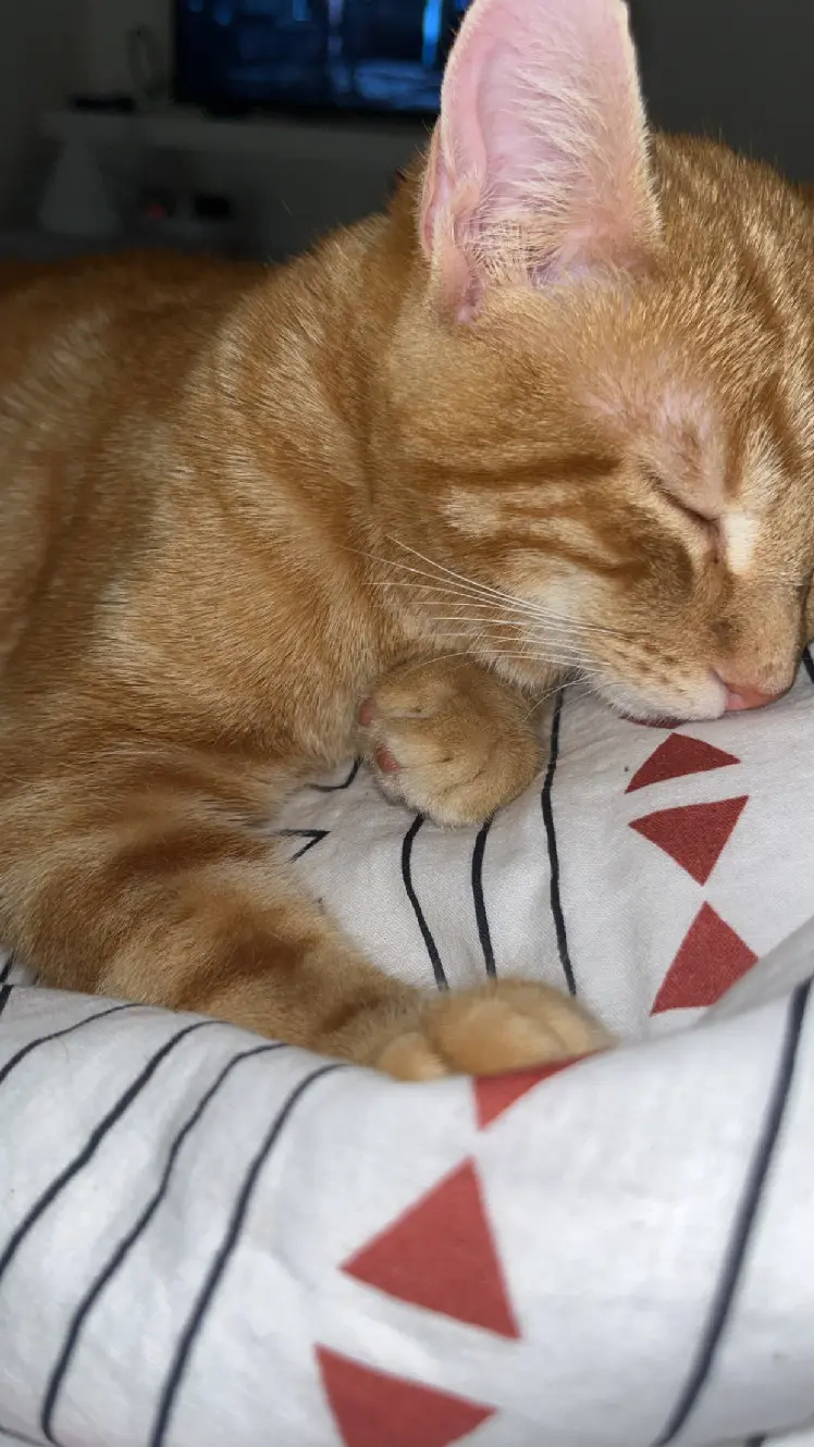 cat lost 25800 Valdahon Oompa cat lost 25800 Valdahon Oompa
