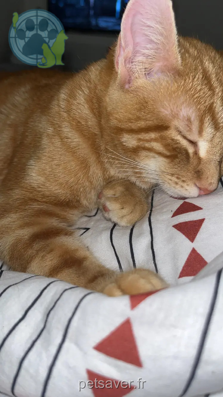 Kater vermisst 25800 Valdahon Oompa Kater lost 25800 Valdahon Oompa