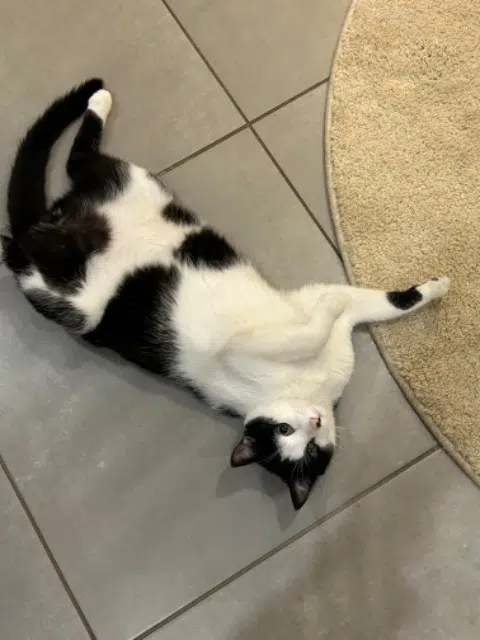 chat lost   25270 Chapelle-d'Huin Oréo