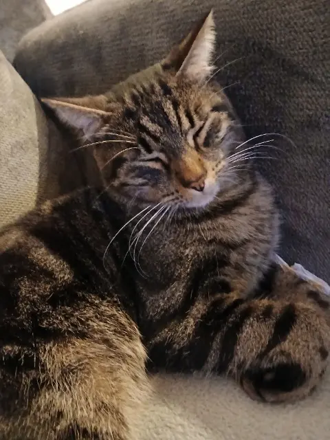 chat lost   25320 Vorges-les-Pins Ozzy