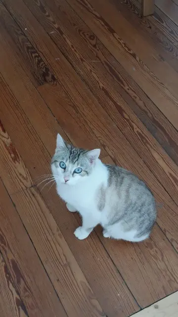 chat lost   25200 Montbéliard Palmire