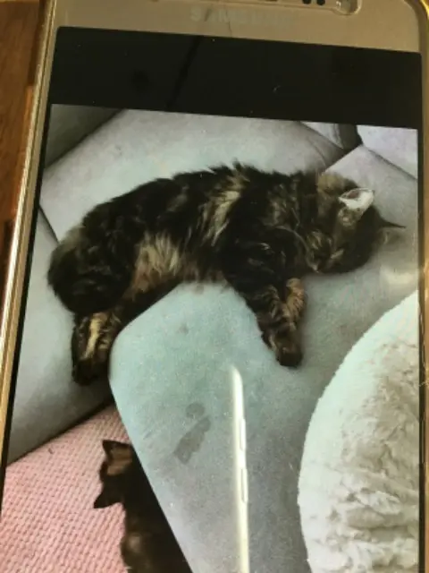 chat lost   25770 Serre-les-Sapins Papatte