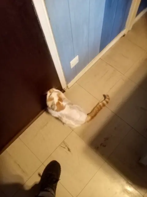 chat lost   25300 Pontarlier Parachute