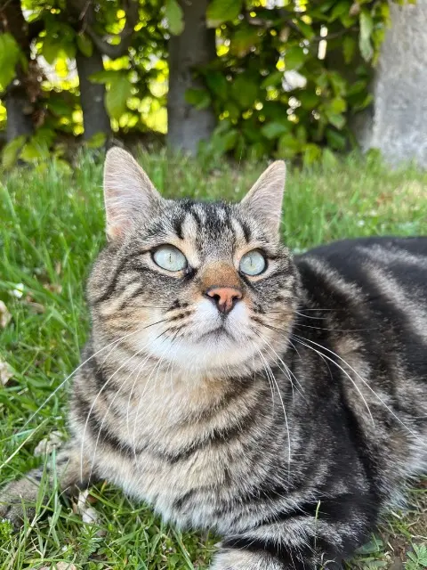 chat lost   25210 Le Russey Pika