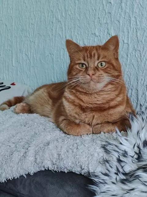 chat lost   25190 Solemont Pimouss