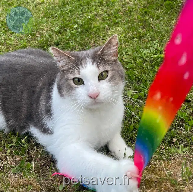 chat lost 25200 Montbéliard Pitre