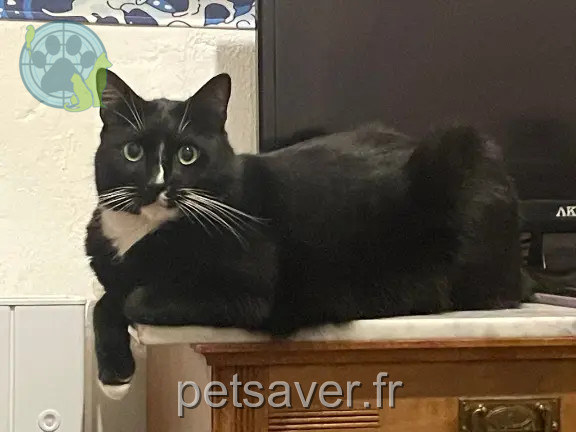 Chat Perdu 25 Doubs Pont-de-Roide-Vermondans - Black-jack-ou-mimine Chat Perdu 25 Doubs Pont-de-Roide-Vermondans - Black-jack-ou-mimine