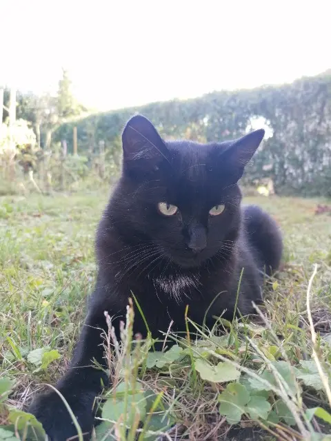 chat lost   25640 Pouligney-Lusans Berlioz