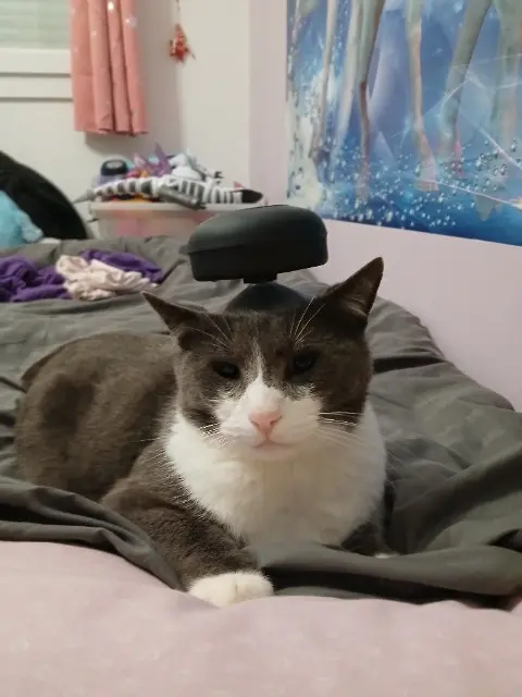 chat lost   25640 Pouligney-Lusans Ryu