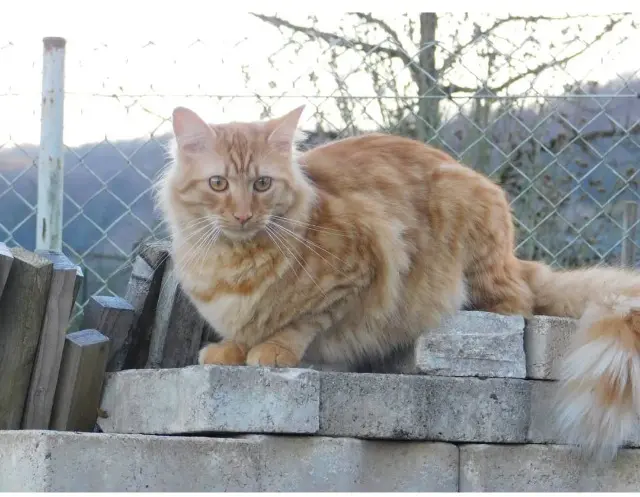 cat lost   25320 Busy Pumba