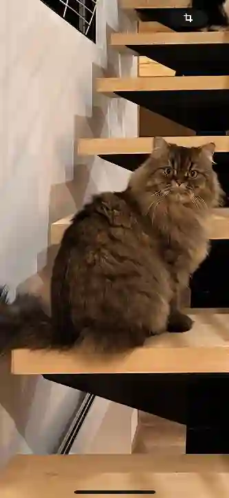 Chat Perdu 25 Doubs - Ranat Chat Perdu 25 Doubs - Ranat