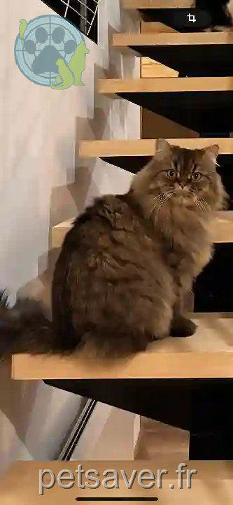 Chat Perdu 25 Doubs - Ranat Chat Perdu 25 Doubs - Ranat