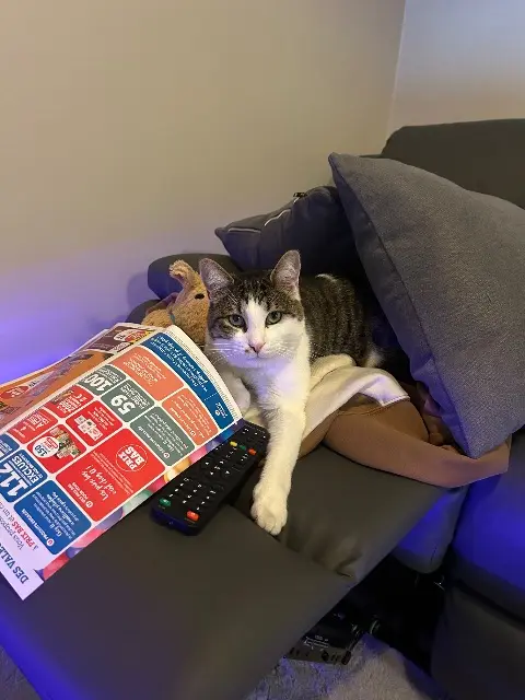 chat lost   25160 Remoray-Boujeons Filou