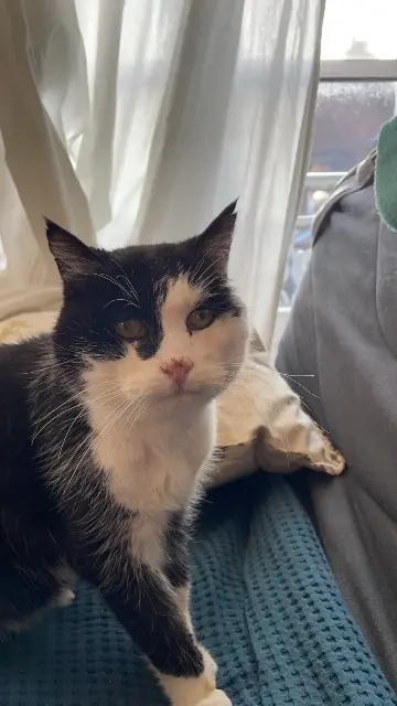 chat lost   25600 Nommay Ross