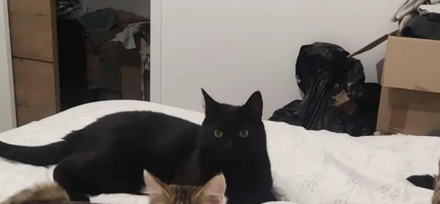 chat lost   25620 L'Hôpital-du-Grosbois Salem