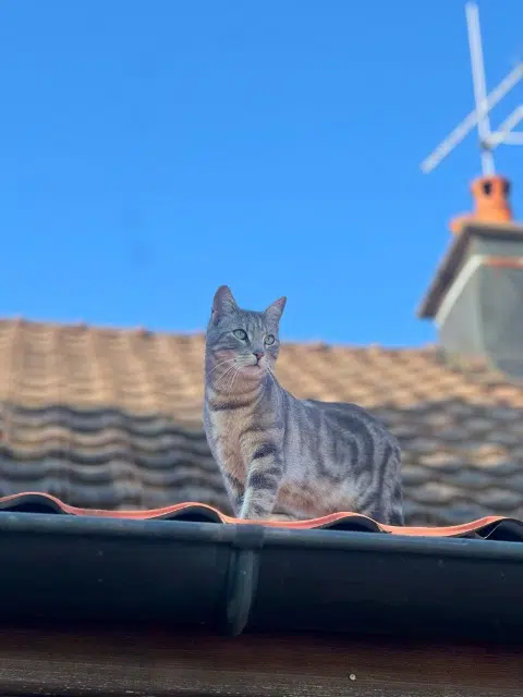 chat lost   25430 Sancey Maurice