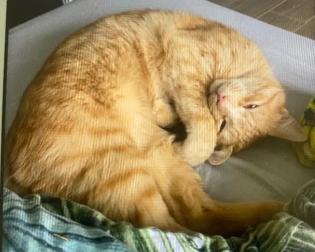 chat lost   25480 Pirey Simba