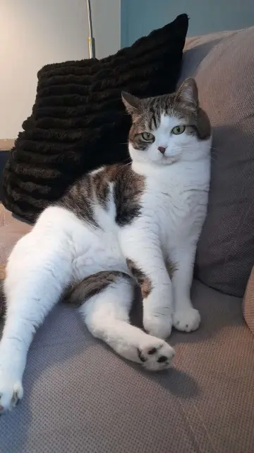 chat lost   25230 Seloncourt Spyke
