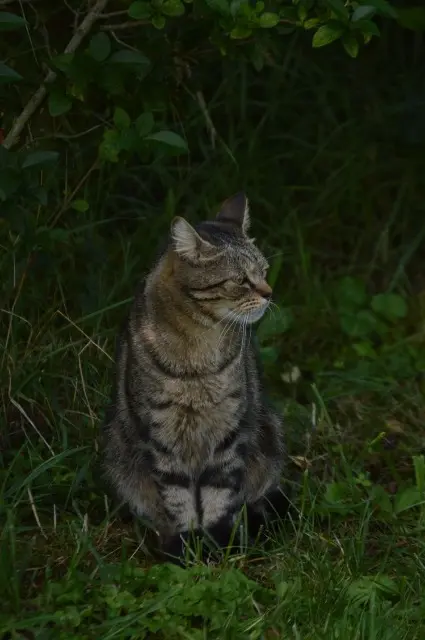 chat lost   25170 Le Moutherot Tao