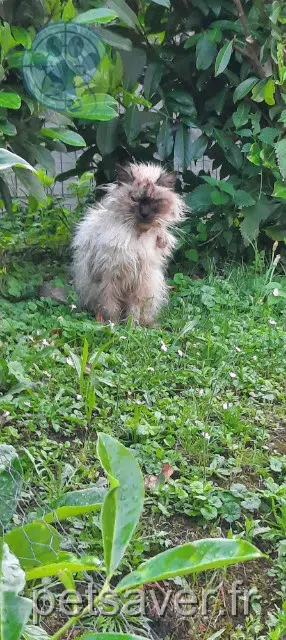 gato lost 25620 Tarcenay-Foucherans Hermes