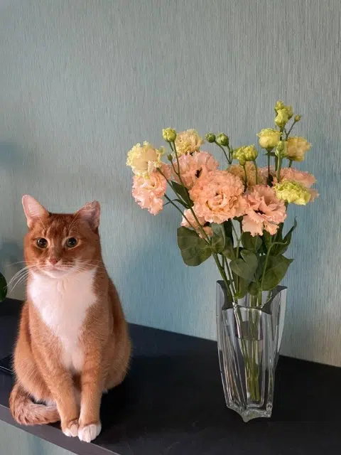 chat lost   25260 Saint-Maurice-Colombier Tayler