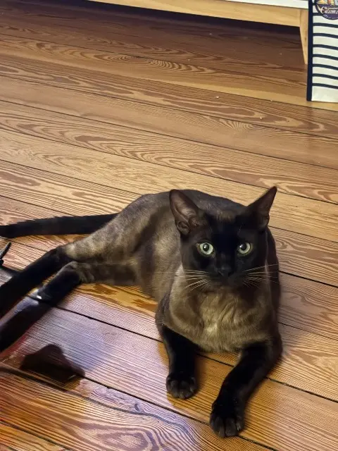 chat lost   25700 Valentigney Uggy