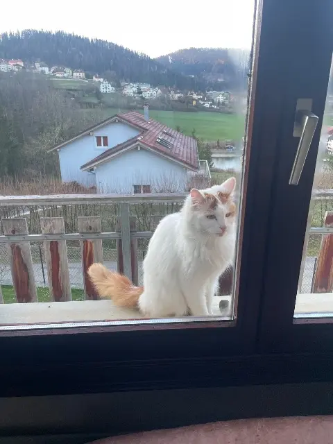 chat lost   25130 Villers-le-Lac Ulysse