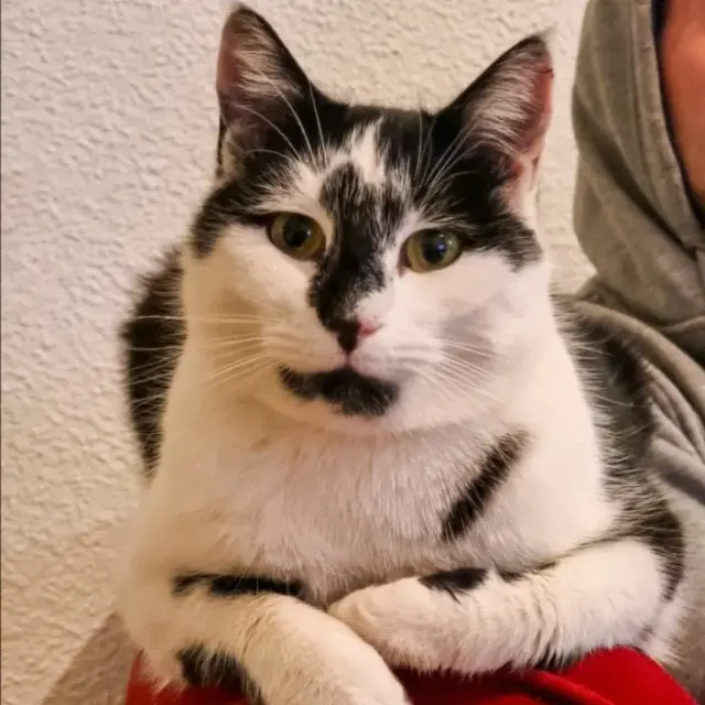 chat lost   25680 Cubry Unter