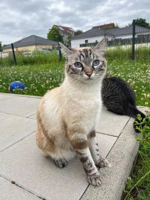 chat lost   25600 Dambenois Vador
