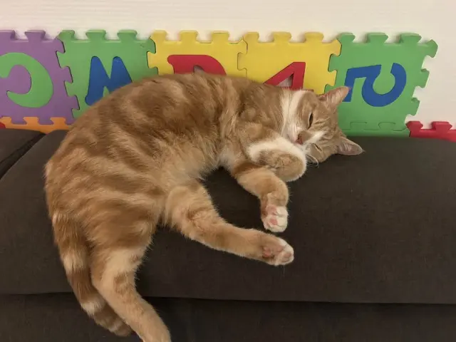 chat lost   25440 Chouzelot Willy