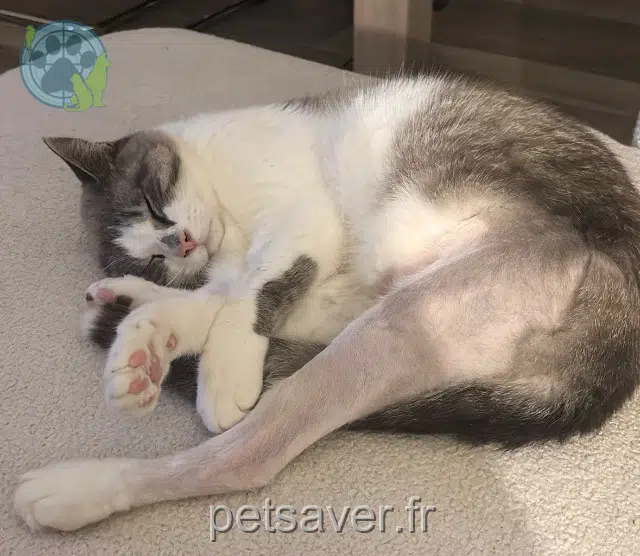 chat lost   25620 Trépot Woody