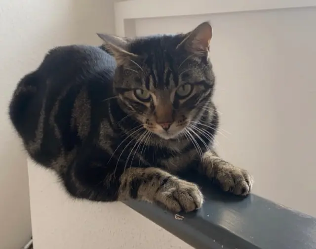 chat lost   25200 Bethoncourt Yoda