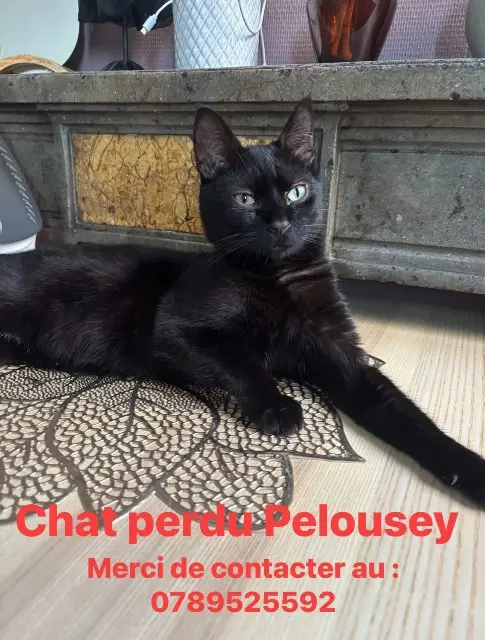 chat lost   25170 Pelousey Zorro