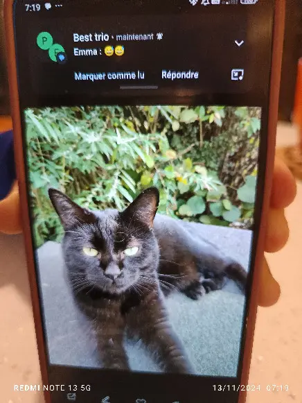 Chat Perdu 25 Doubs Chat Perdu 25 Doubs