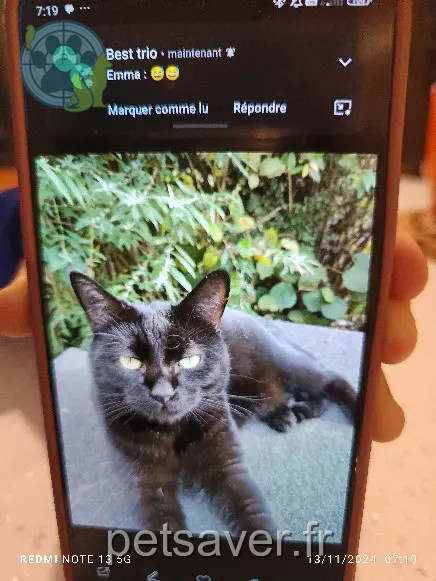 Chat Perdu 25 Doubs Chat Perdu 25 Doubs