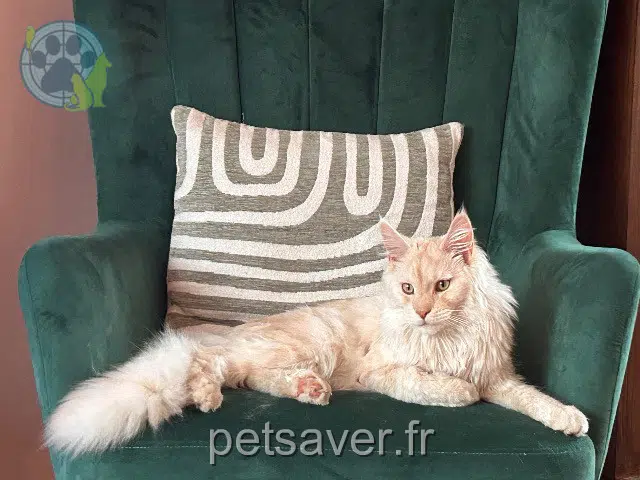 kater vermist 26750 Saint-Paul-lès-Romans Alto kater lost 26750 Saint-Paul-lès-Romans Alto