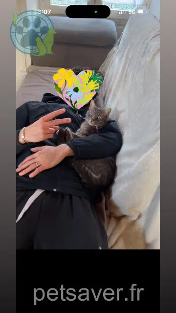 cat lost   26740 Montboucher-sur-Jabron Angel