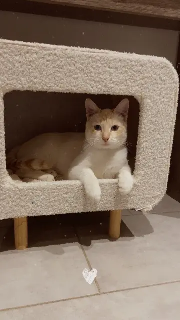 chat lost   26300 Chatuzange-le-Goubet Aslan