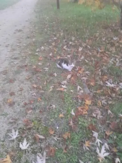 chat lost   26140 Anneyron Attila